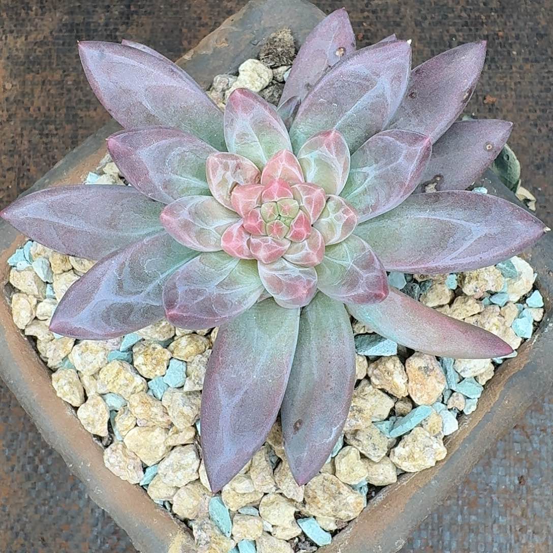 多肉植物美人系一颗