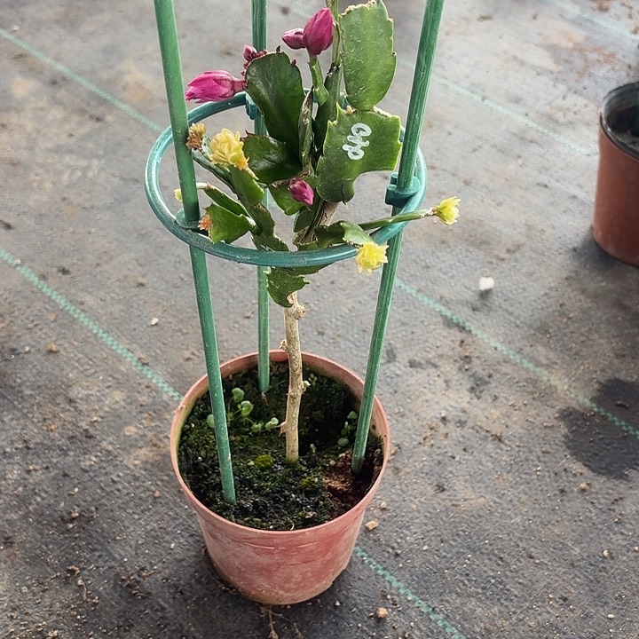 开***秀当前无花栽培后可以开花