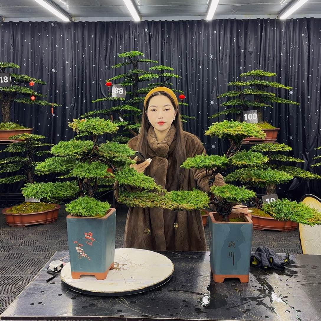 松树柏树造型盆景