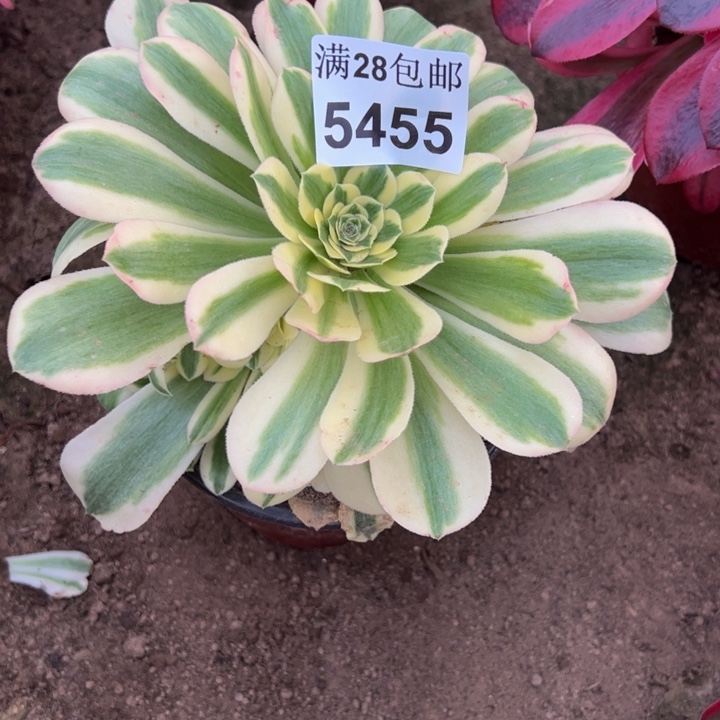 5455南辛尼亚多肉植物