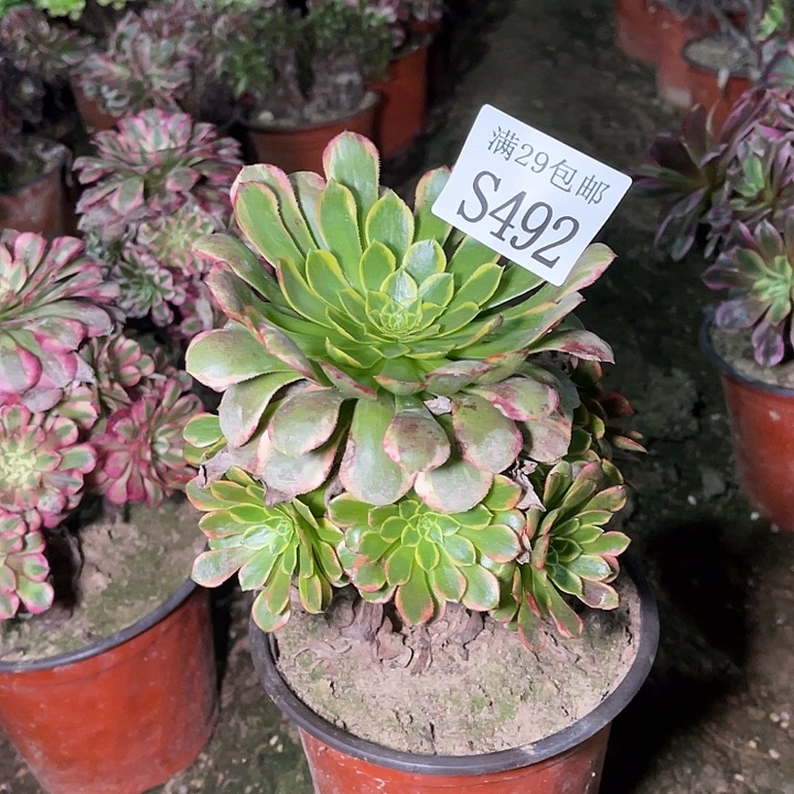 492朝霞多肉植物    