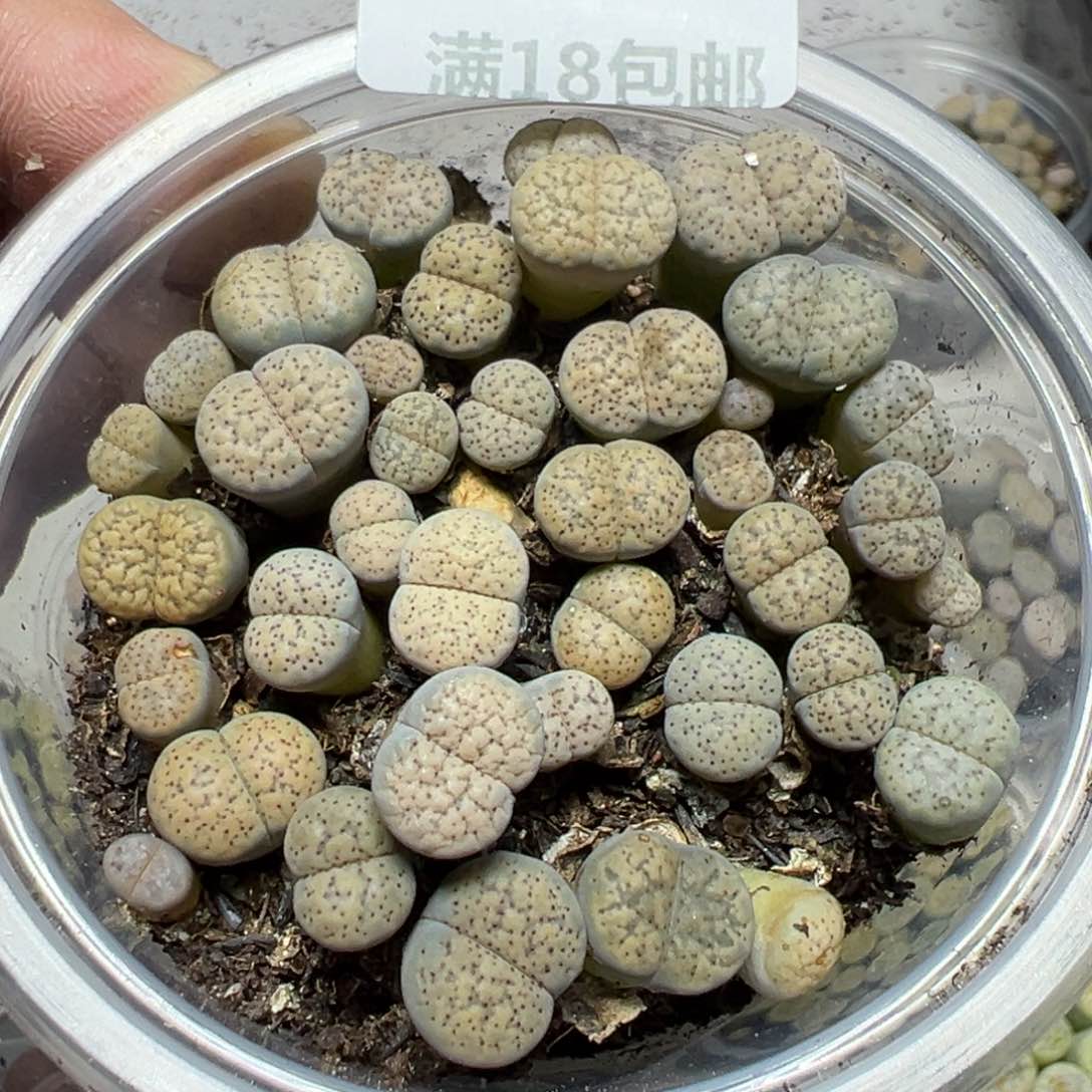 【闪购商品】 501。    