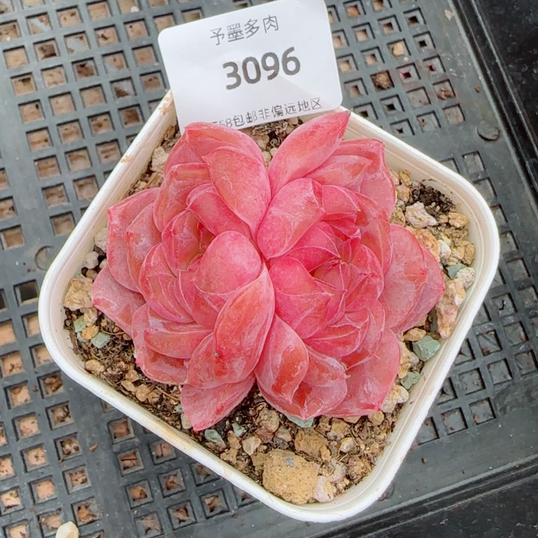 雪塔，3096多肉植物