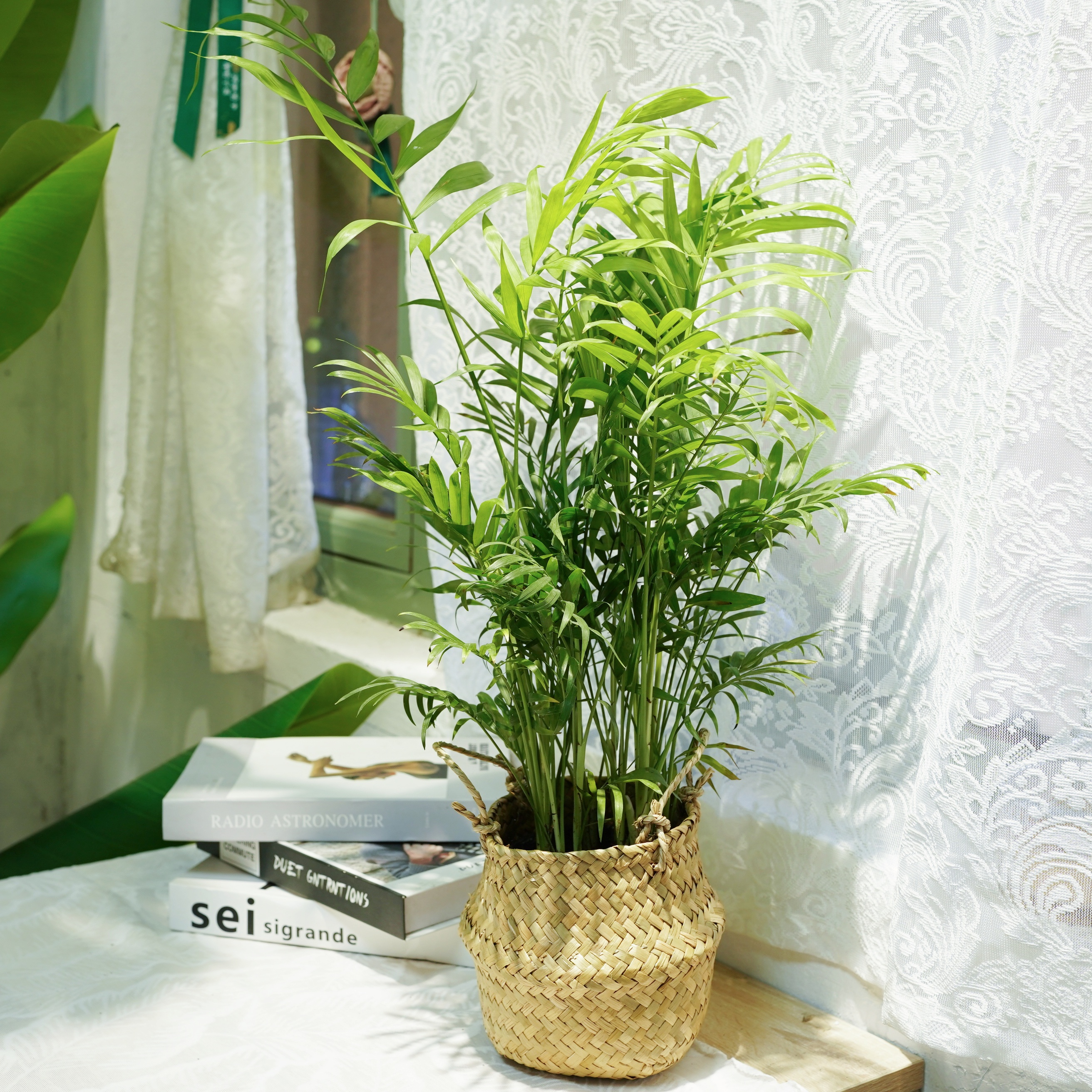 富贵椰子带草袋居家日用套装