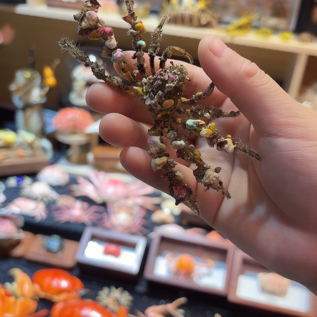 真实伪装蟹标本哦