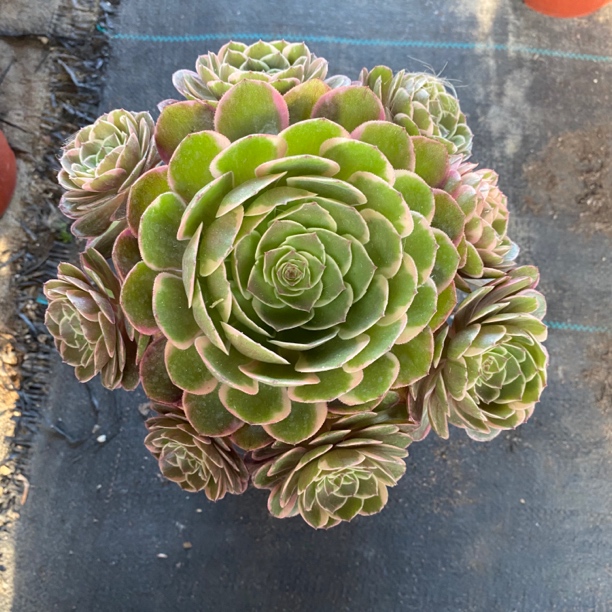 一棵包邮 粉花妖 法师锦多肉植物脱盆脱土裸根发货