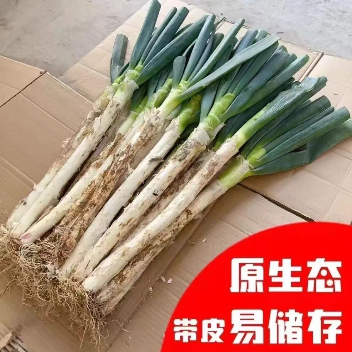 新鲜蔬菜大葱正宗山东铁杆大葱现挖现发提味好吃产地直发