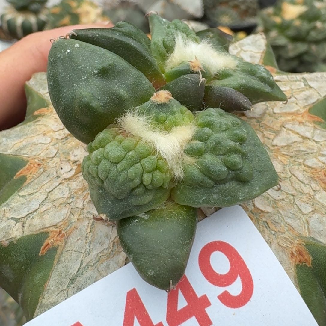 【闪购商品】双头苗接栗源怒涛449