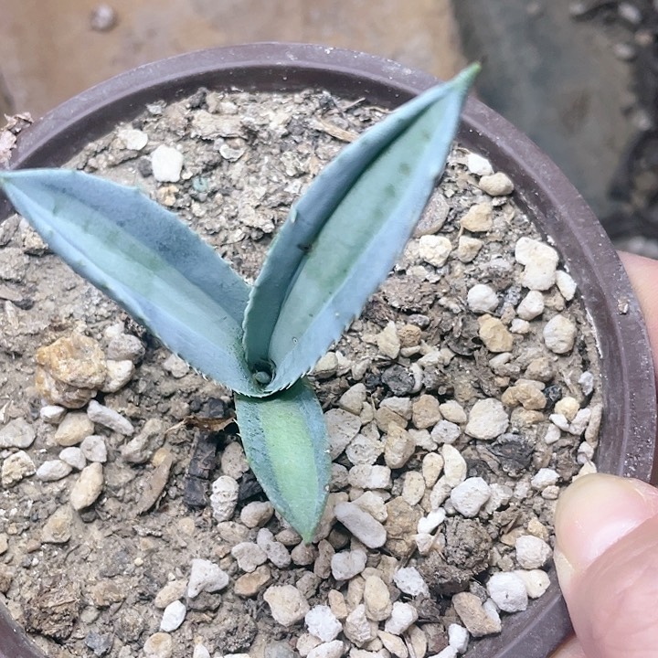 似*美国龙柠檬中斑锦小测芽