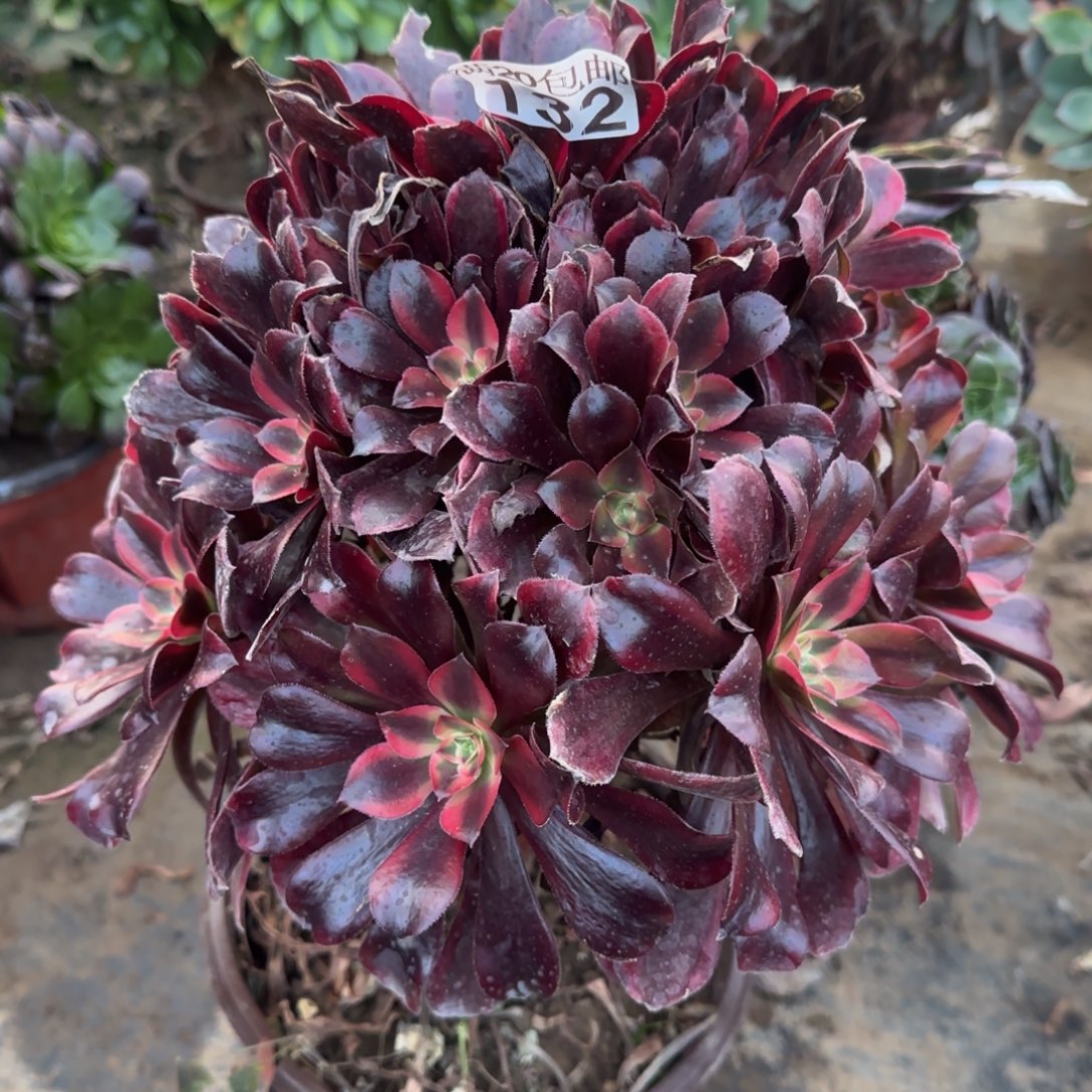 蒙娜132满20包邮断枝不包