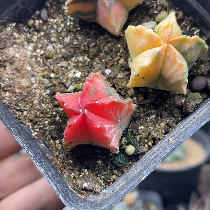 莫***哈一物一拍一盆包邮