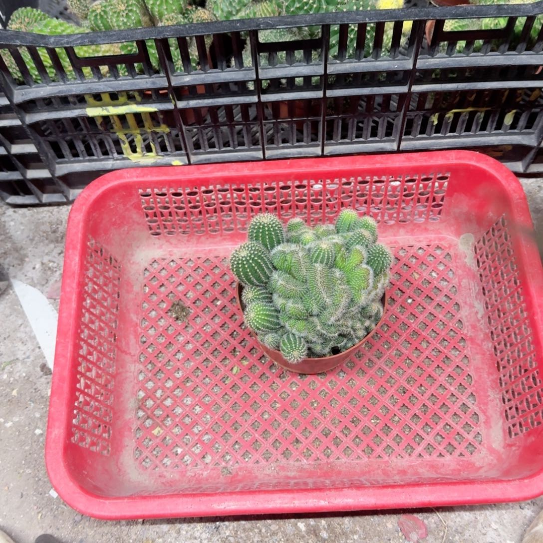 老***许无花朵彩草哈哈哈哈哈哈哈哈