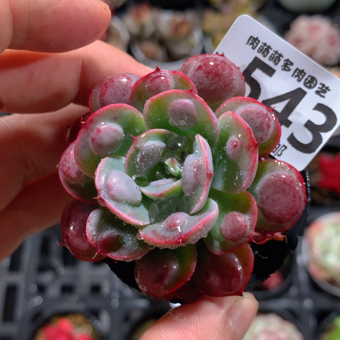 5CM拇指盆精控多肉YW543