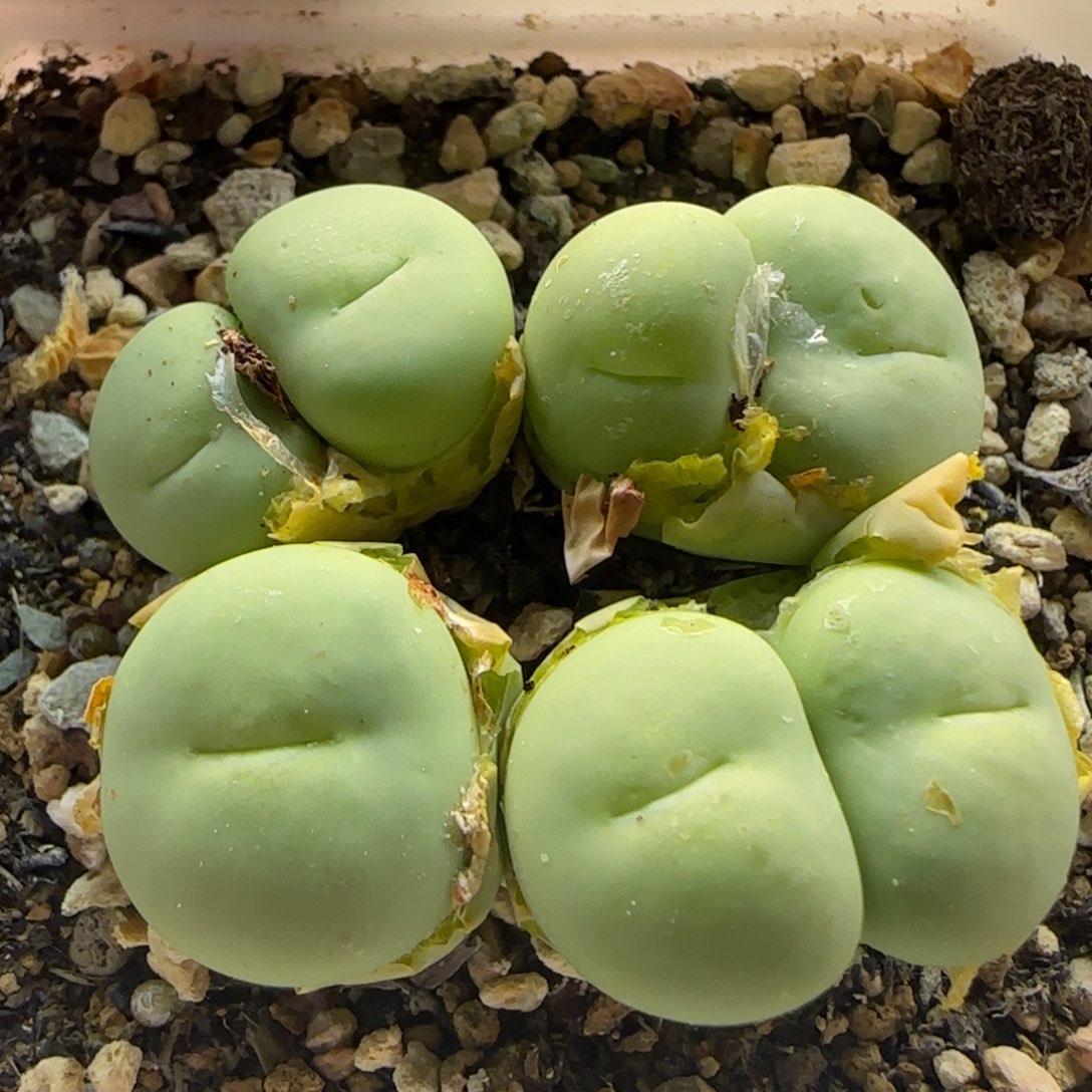 6089 大白多肉植物园