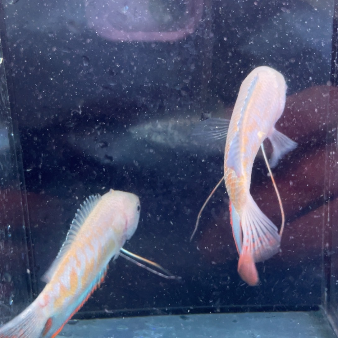 孔雀鱼泰国丽丽5个