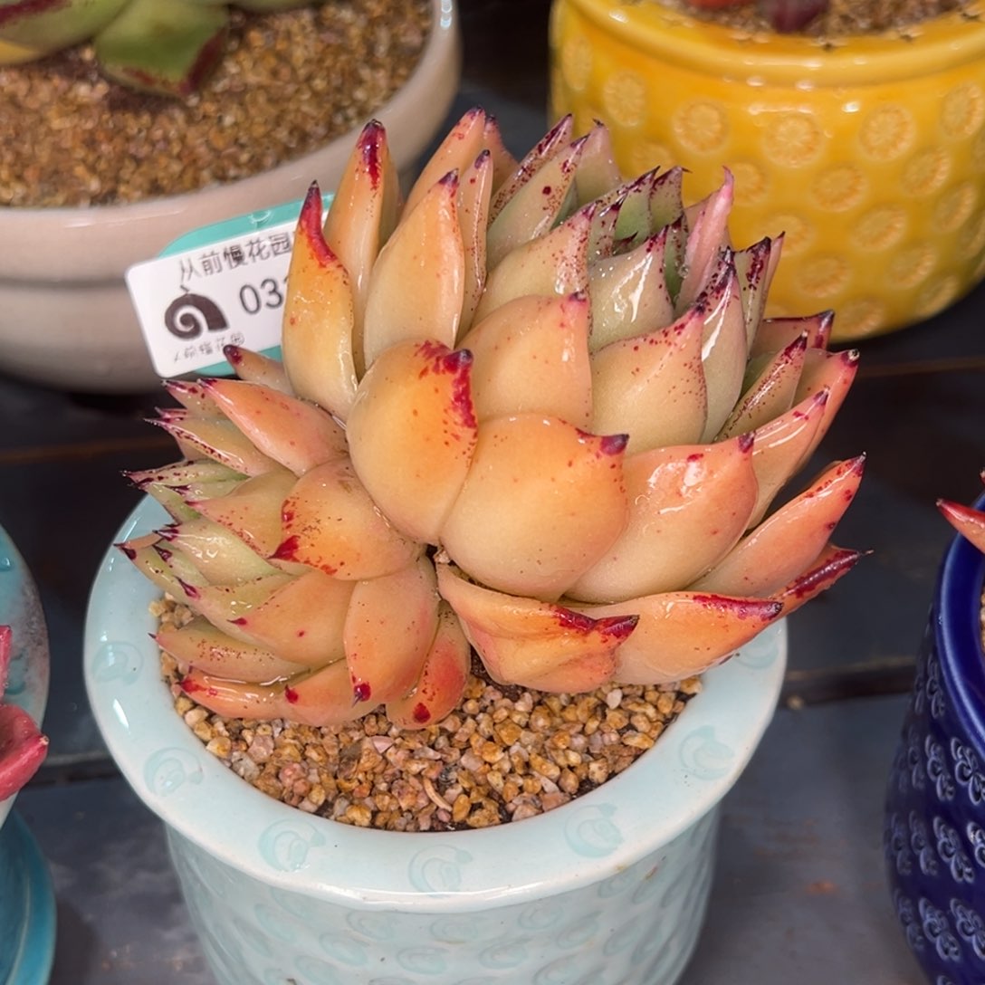 从前慢多肉精选编号0314.255