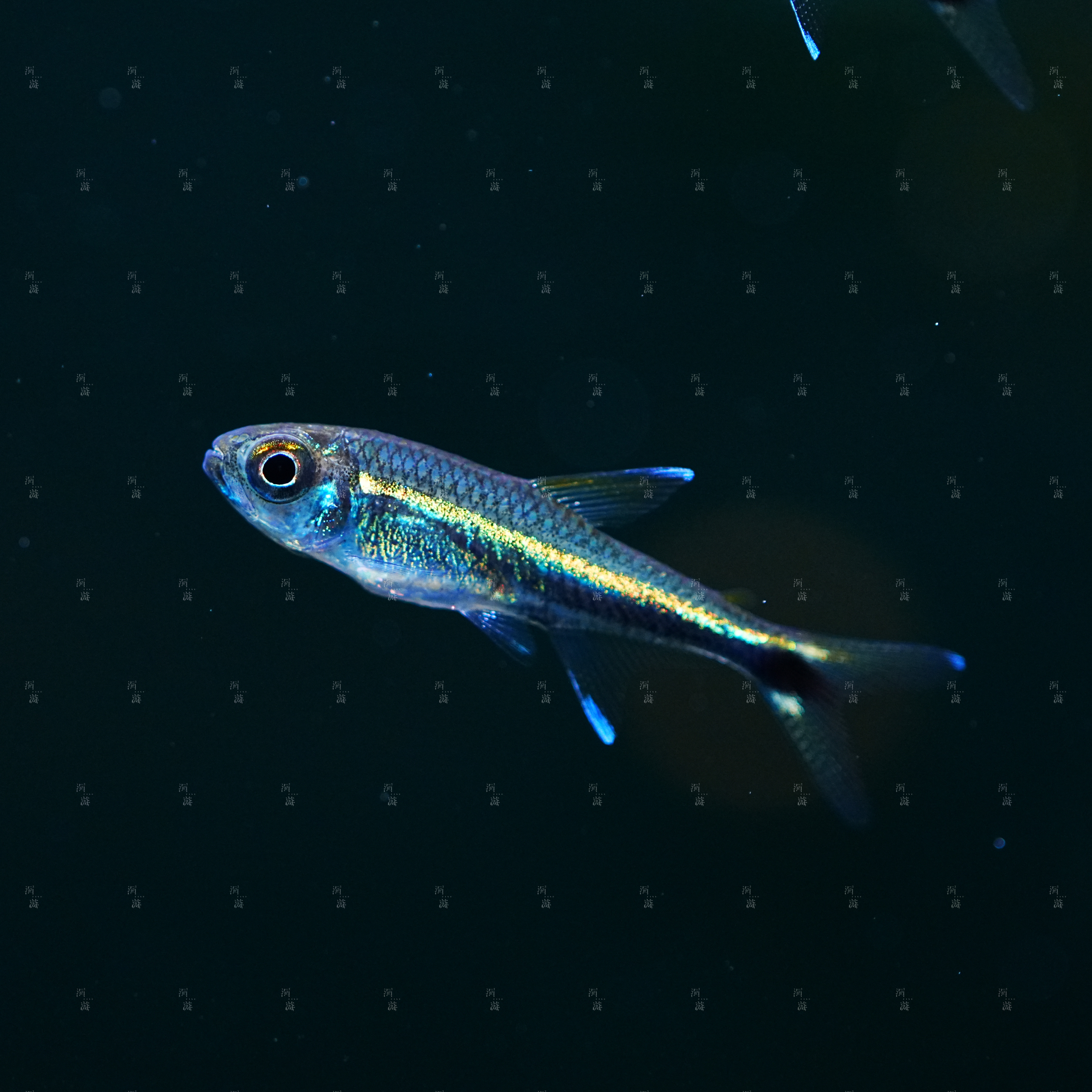 【洄游】霓虹黑梅塔灯 灯鱼南美热带观赏鱼混养定水检疫满200包邮