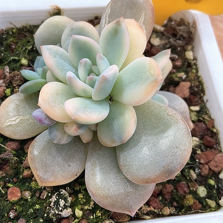 多肉植物梦露锦1928