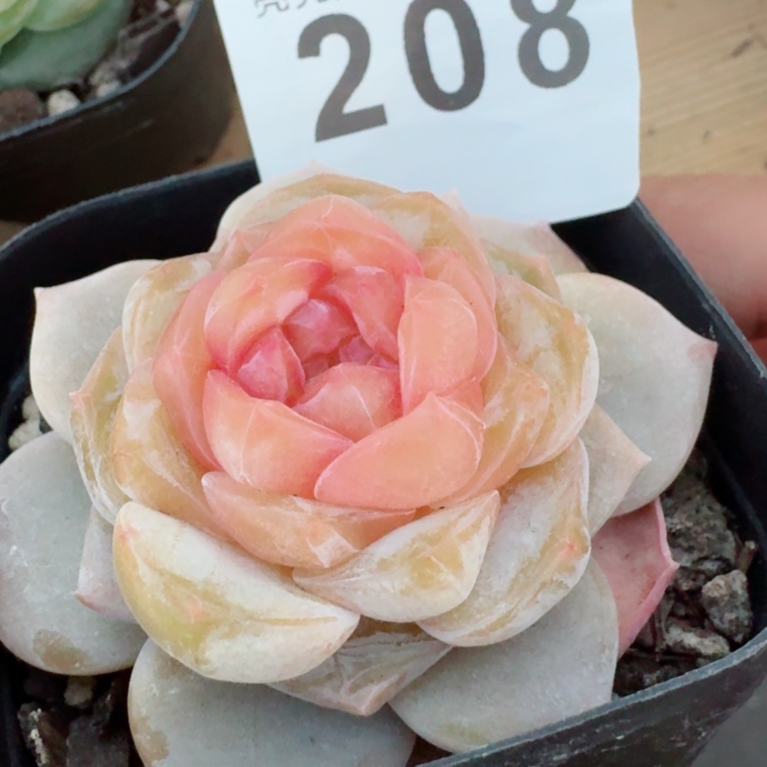 石化珍妮         精品多肉