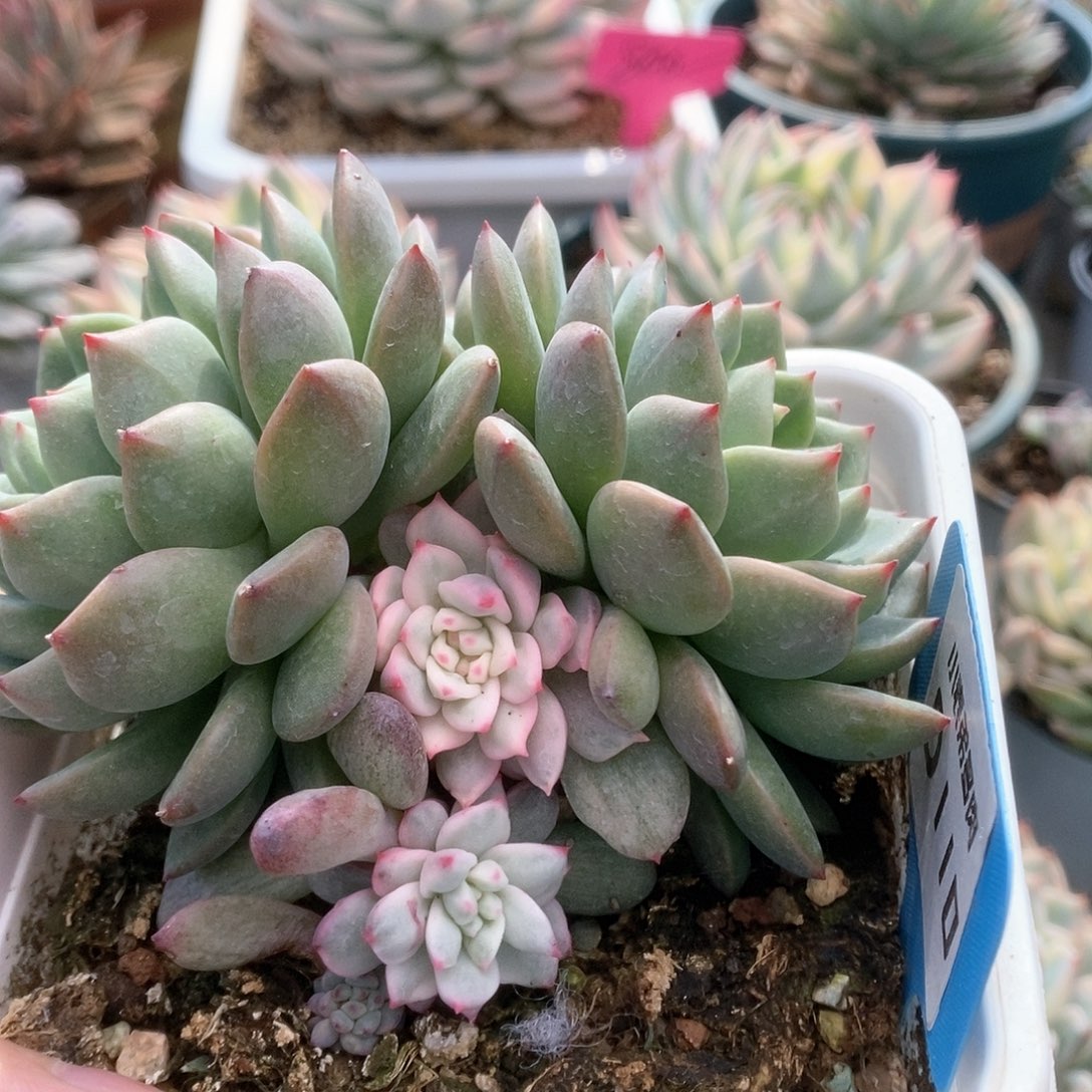 D110青苹果锦锦锦锦锦锦