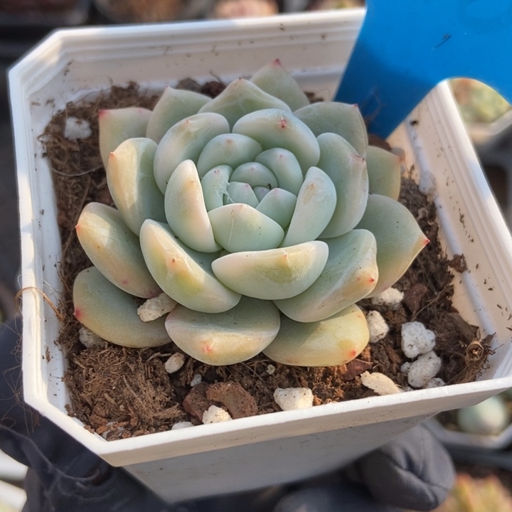 898梦露锦多肉植物