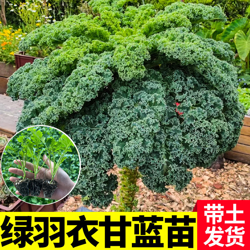 寿光绿色羽衣甘蓝秧苗耐寒高产秧苗观赏食用超级蔬菜阳台盆栽地栽