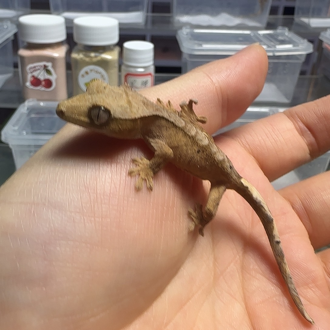 睫角守宫睫角守宫大幼