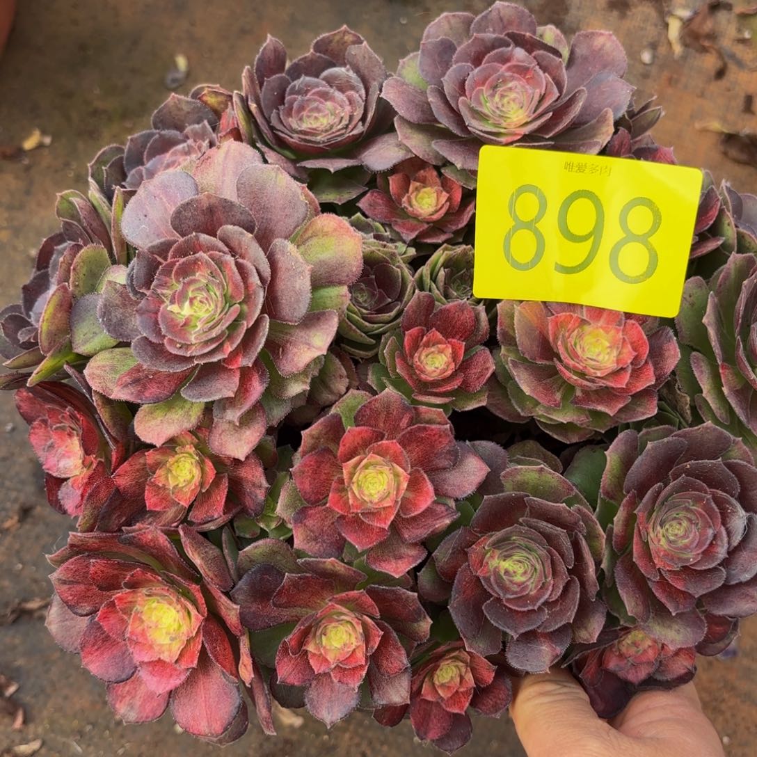 哈哈多肉葡萄福利898