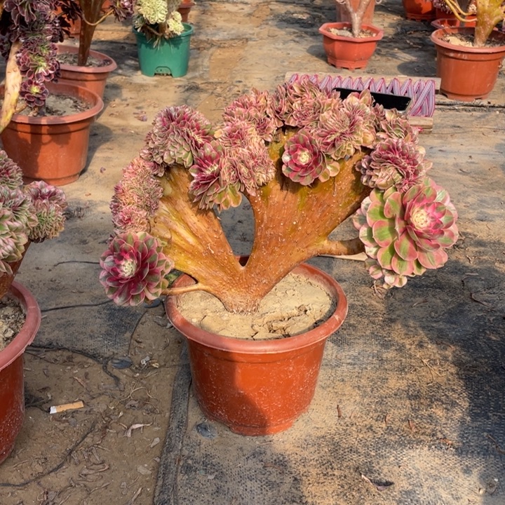 大***姨我是真的很喜欢这个