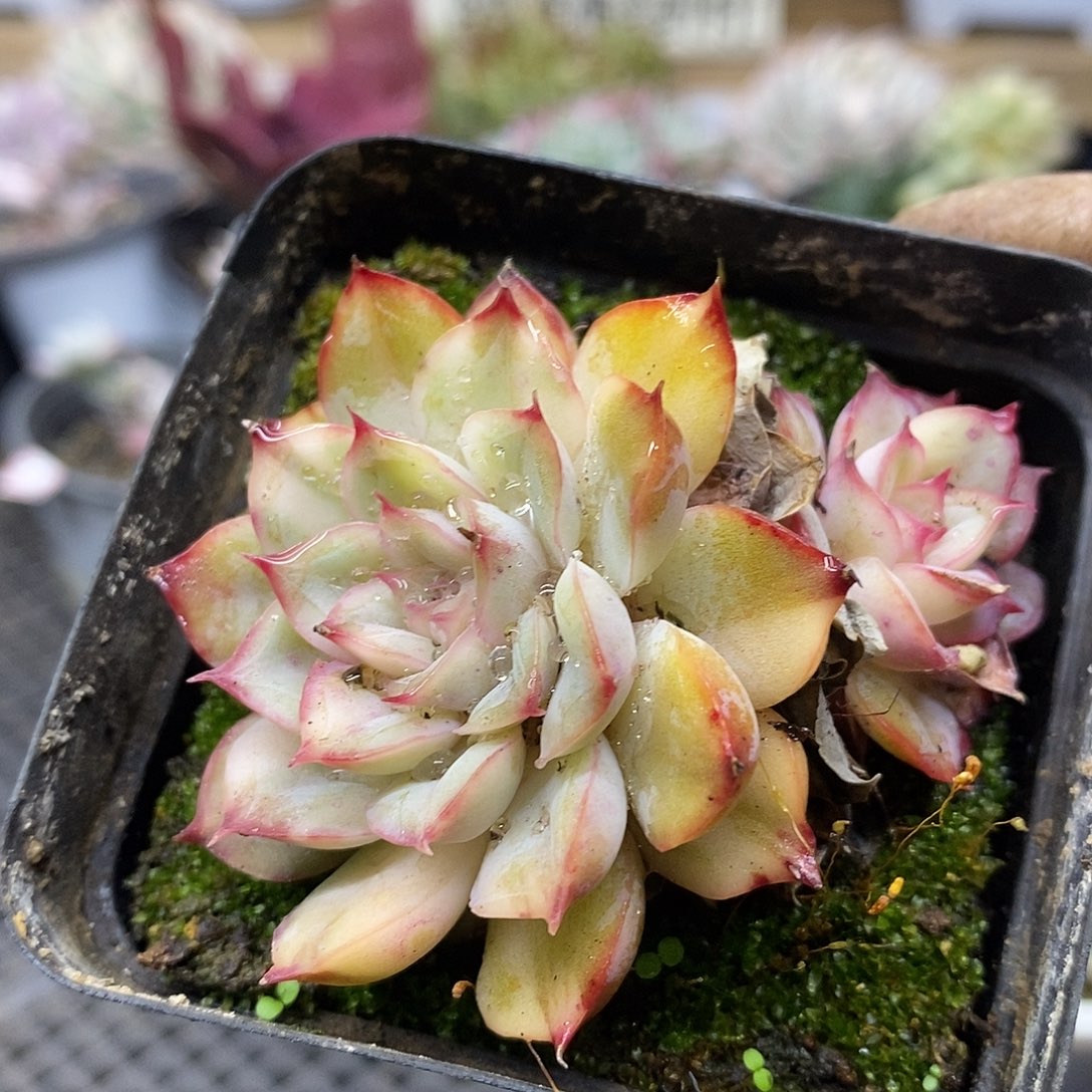 0186 猎户座覆轮锦双头