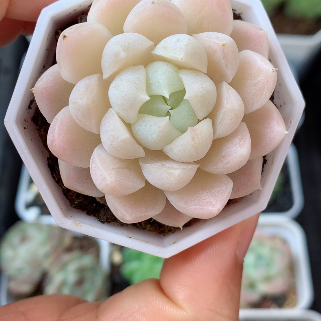 11麦秆58包邮  群生不包整 