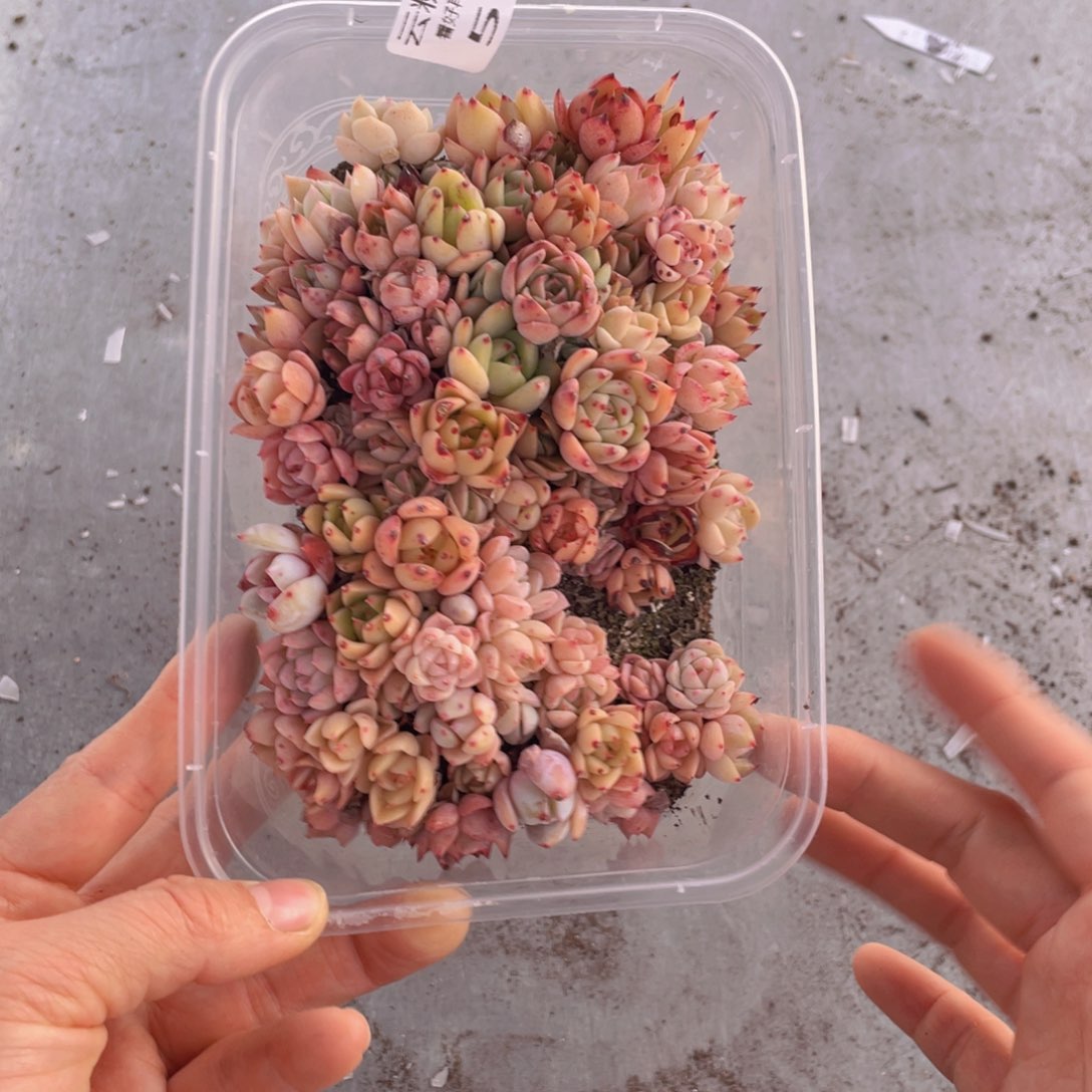 云糖心多肉植物590