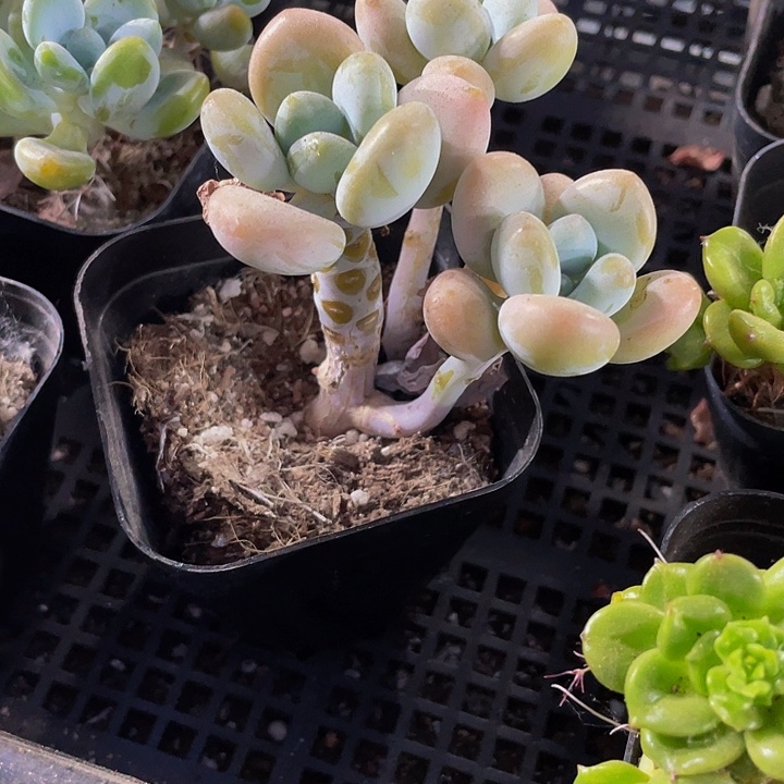 6.5方老庄洛神群带盆土