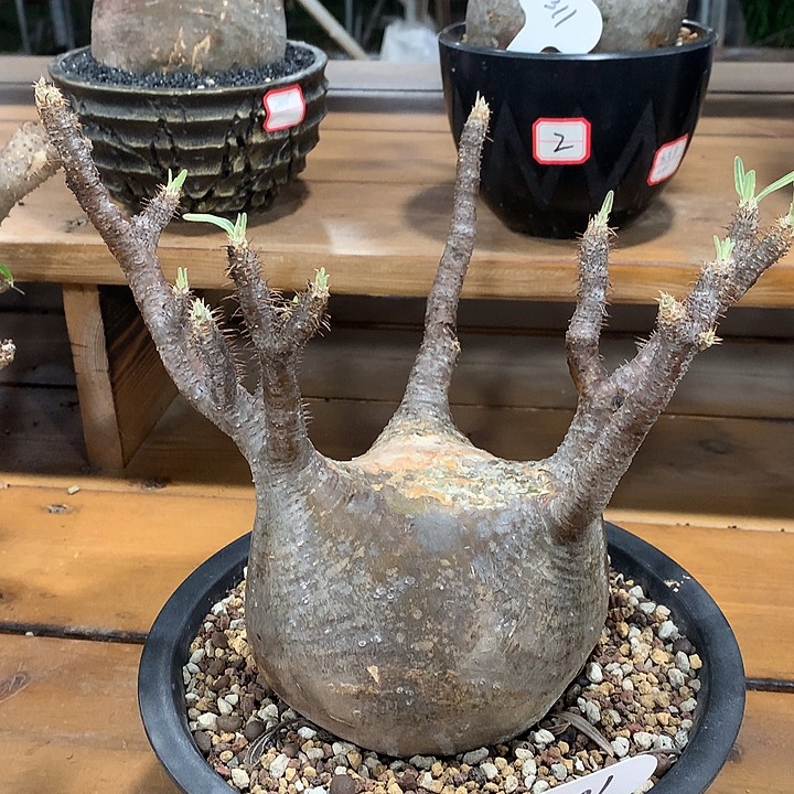 201象牙宫哈哈哈哈哈哈