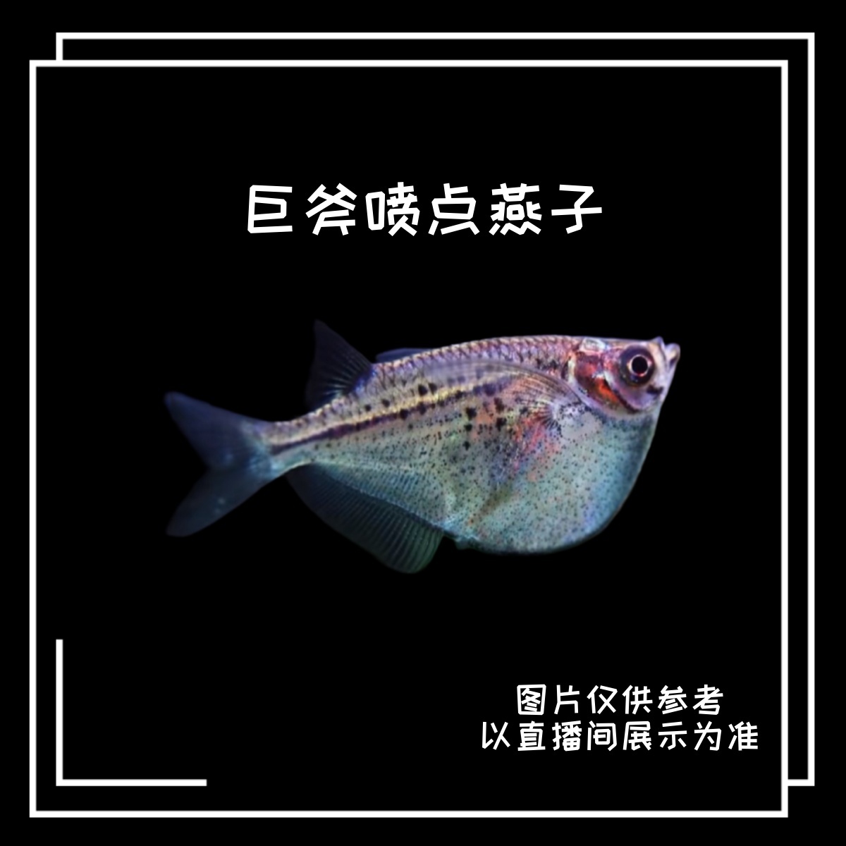 【大树水族】巨斧喷点燕子 灯鱼