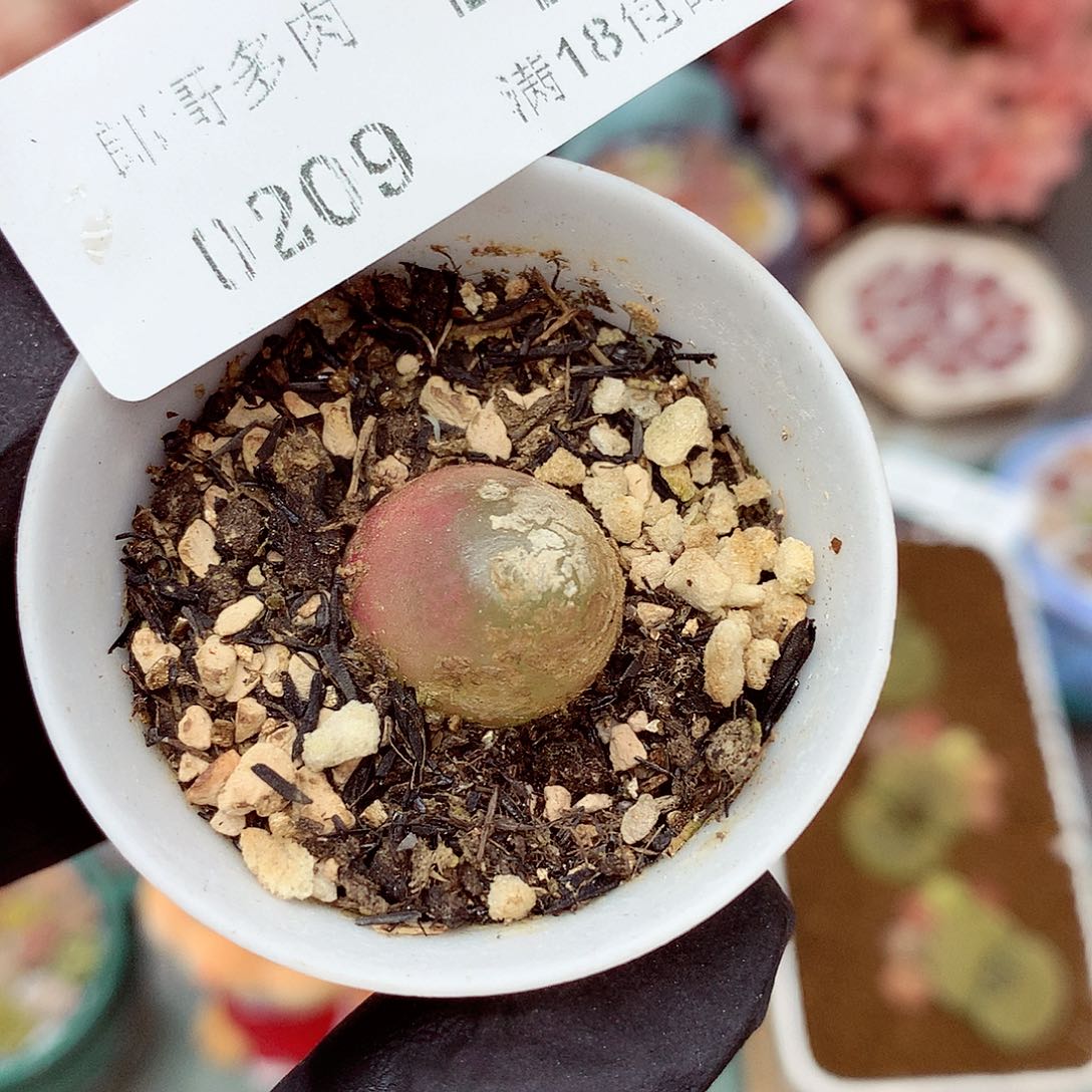 郎哥多肉生石花9-46