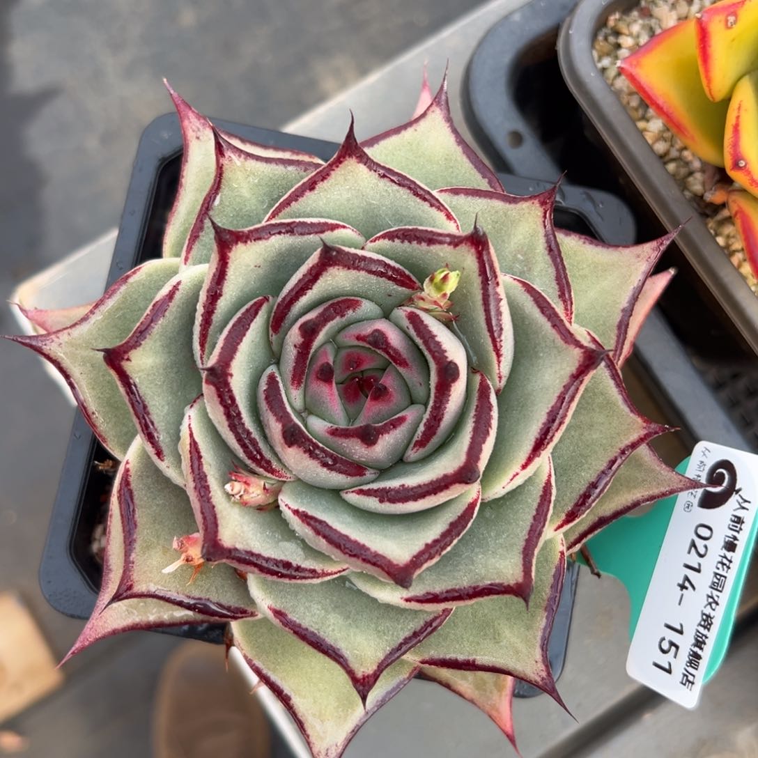 多肉一物一拍0214-151