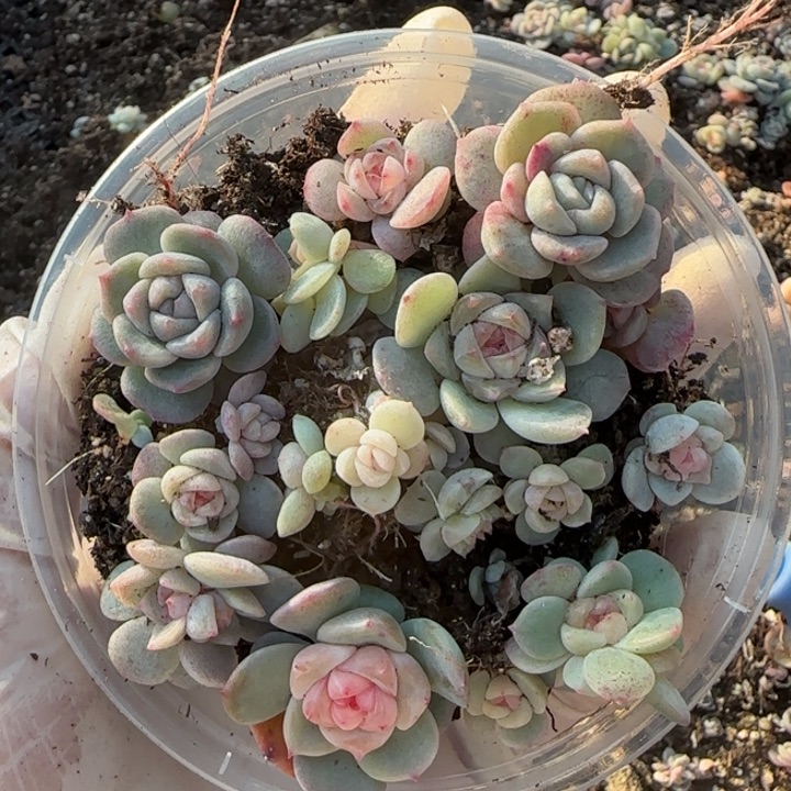 43 号王者系列多肉一盒