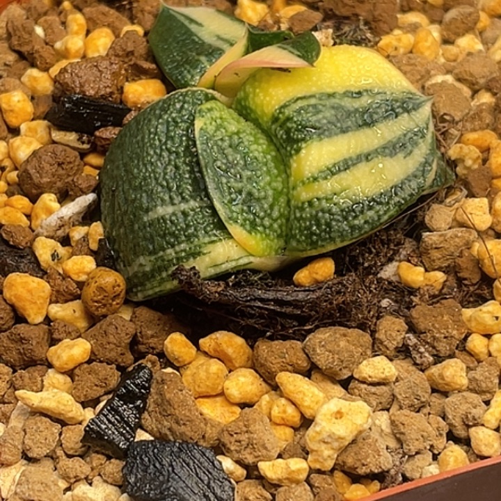 卧牛锦一物一拍1号