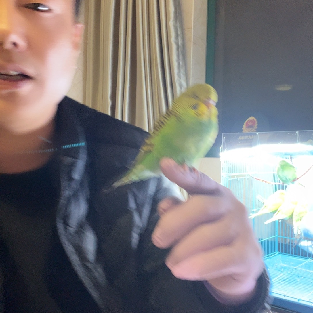 虎皮鹦鹉虎皮鹦鹉