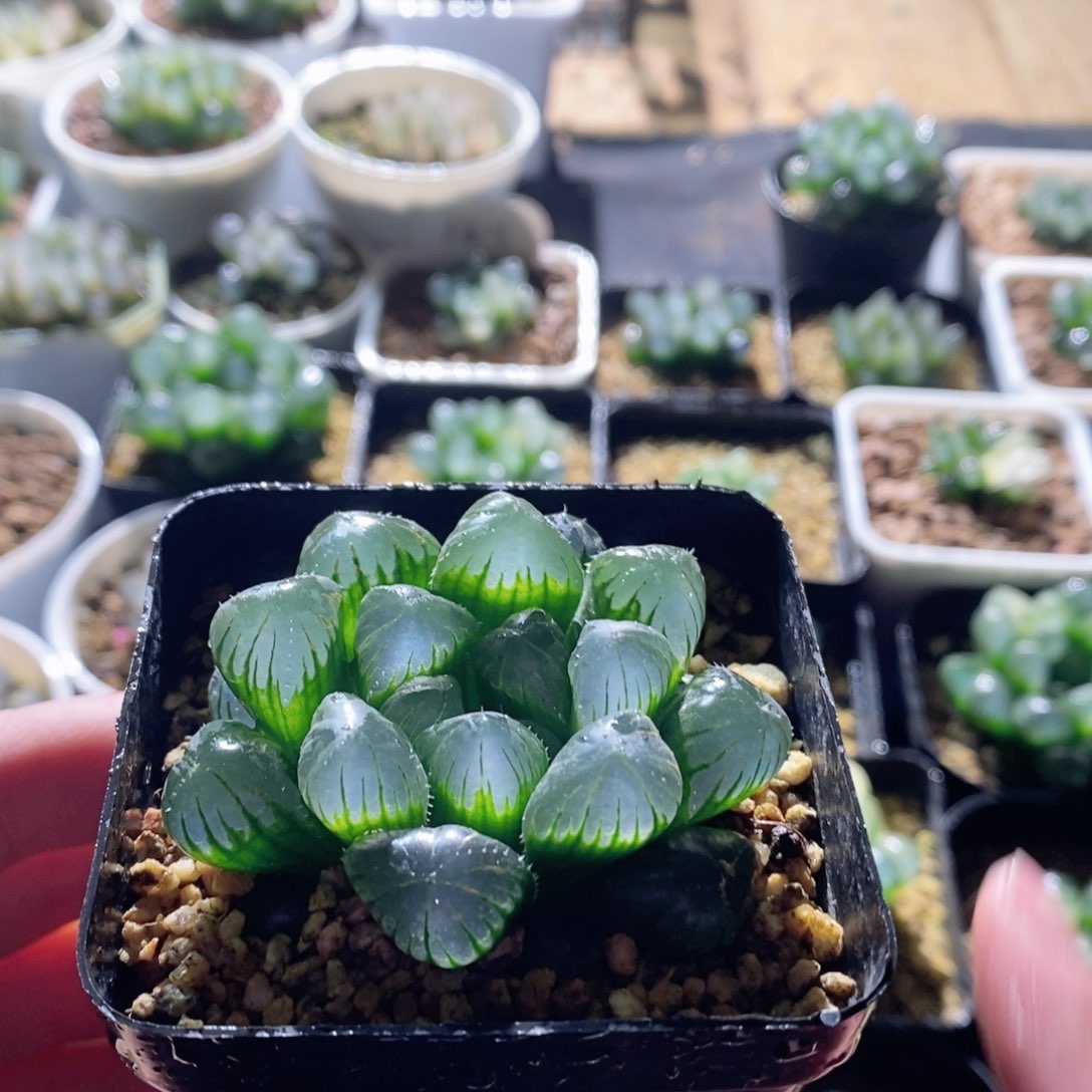 大窗圆头实生玉露多肉植物