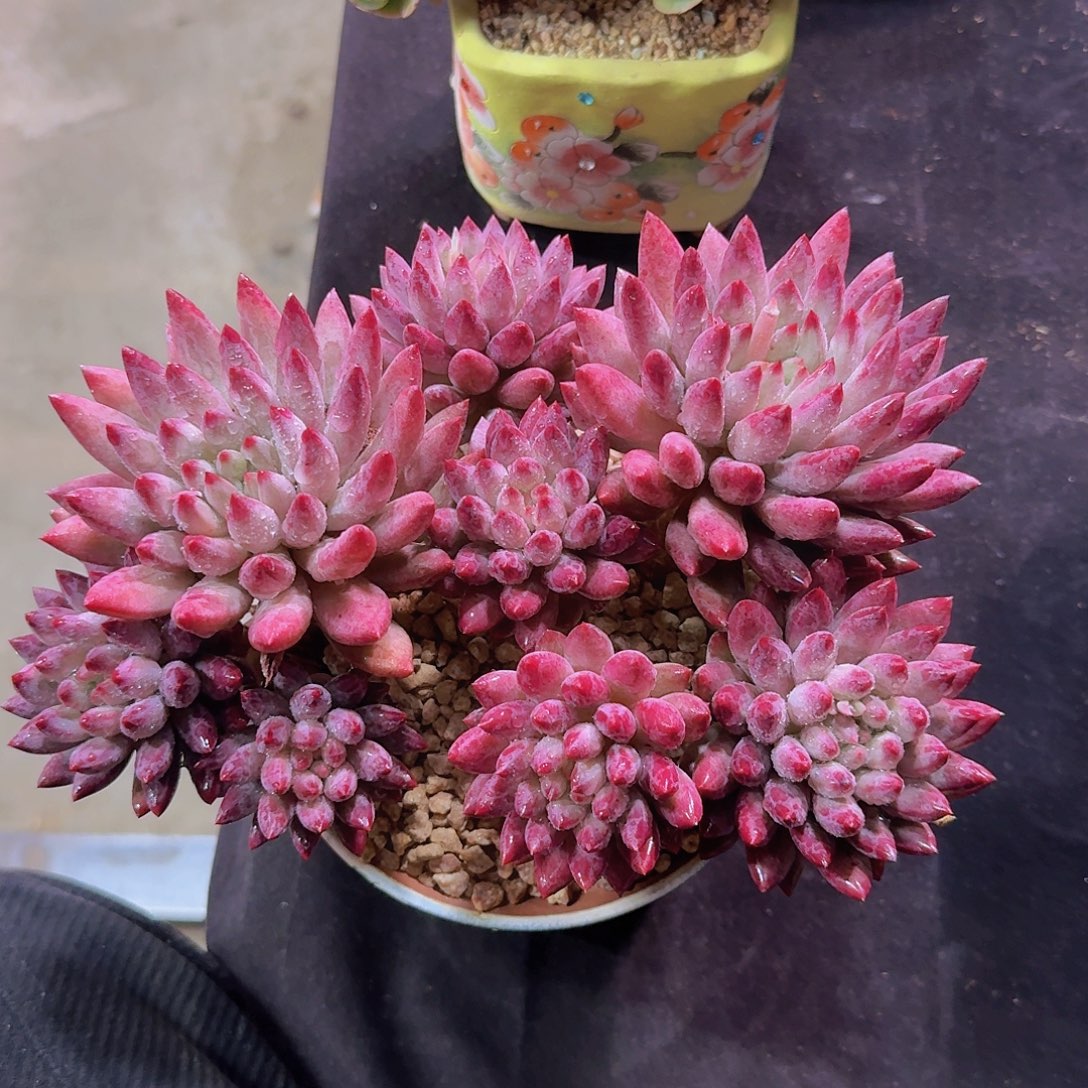 祝***好紫体虞美人多肉一物一拍