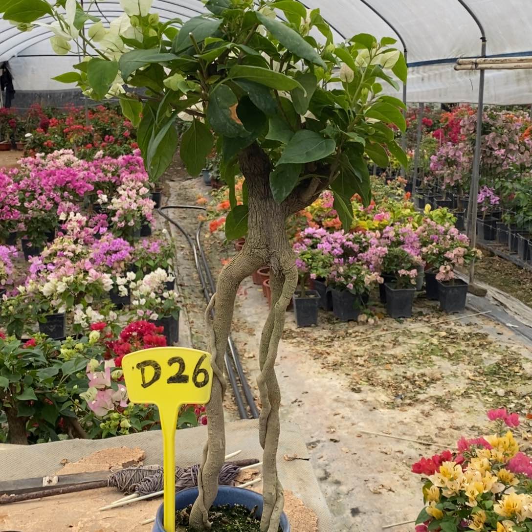 无花朵三角梅红樱D26