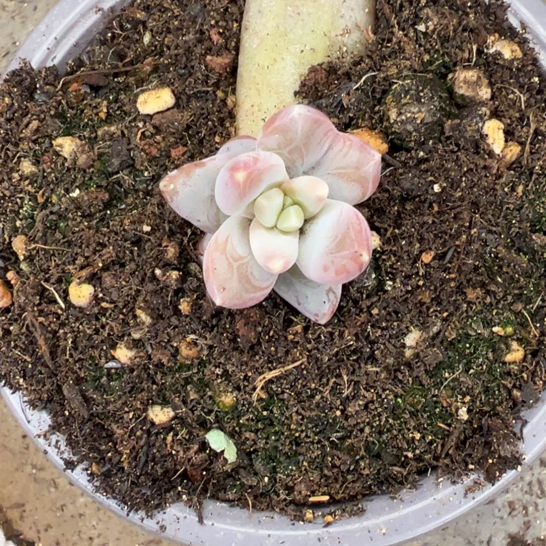 *****娜宝儿 雪王个体 寄养