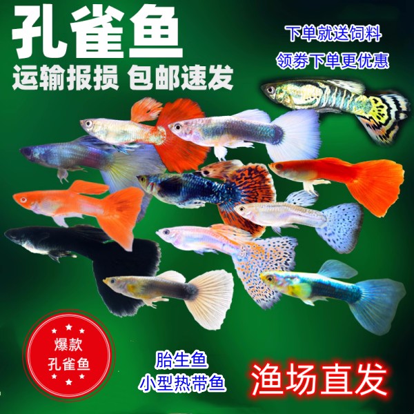 孔雀鱼大全家福7-8品种16+4备损20条（关注送鸿运当头，樱花马赛克）