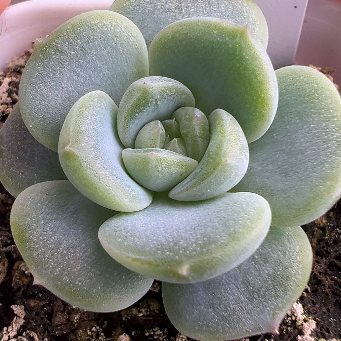 风花雪月新品 未取名