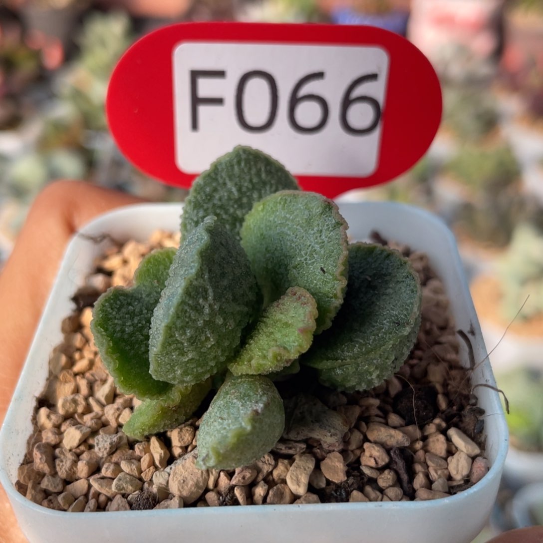     圆叶爱丽丝。F066。  