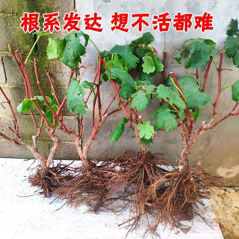 贴芽嫁接一树多品种葡萄树苗抗寒耐热产量高美好生活防己果树