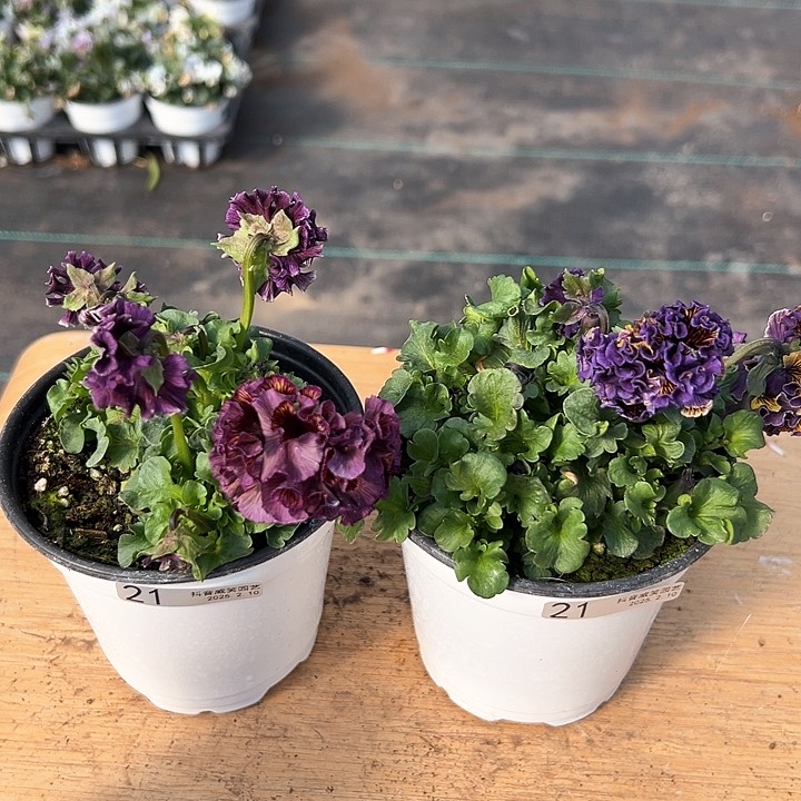 水晶抖音直播闪拍21