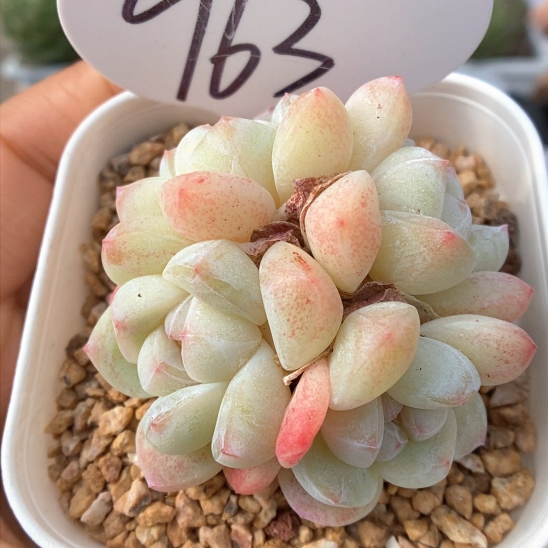 冰玉群生可拍963号